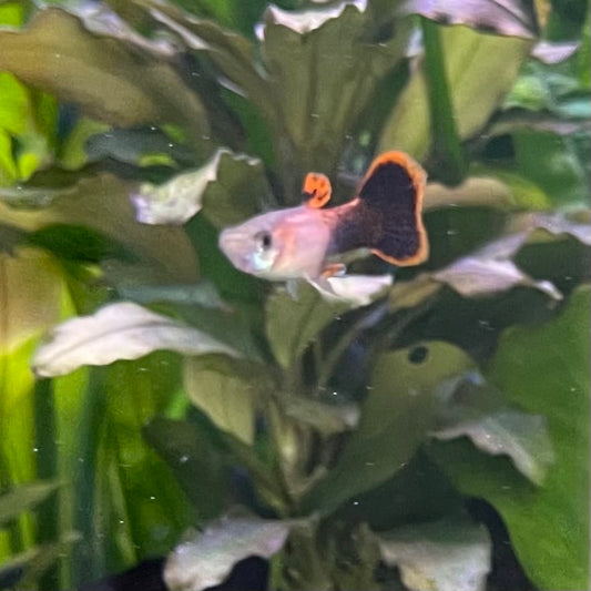 the-fish-farm Guppy Pink Tuxedo Guppy - Male 3-4cm Buy Pink Tuxedo Guppy - Male from The Fish Farm Australia