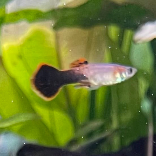 the-fish-farm Guppy Pink Tuxedo Guppy - Male 3-4cm Buy Pink Tuxedo Guppy - Male from The Fish Farm Australia