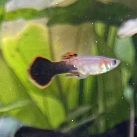 the-fish-farm Guppy Pink Tuxedo Guppy - Male 3-4cm Buy Pink Tuxedo Guppy - Male from The Fish Farm Australia