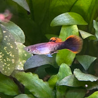 the-fish-farm Guppy Pink Tuxedo Guppy - Male 3-4cm Buy Pink Tuxedo Guppy - Male from The Fish Farm Australia