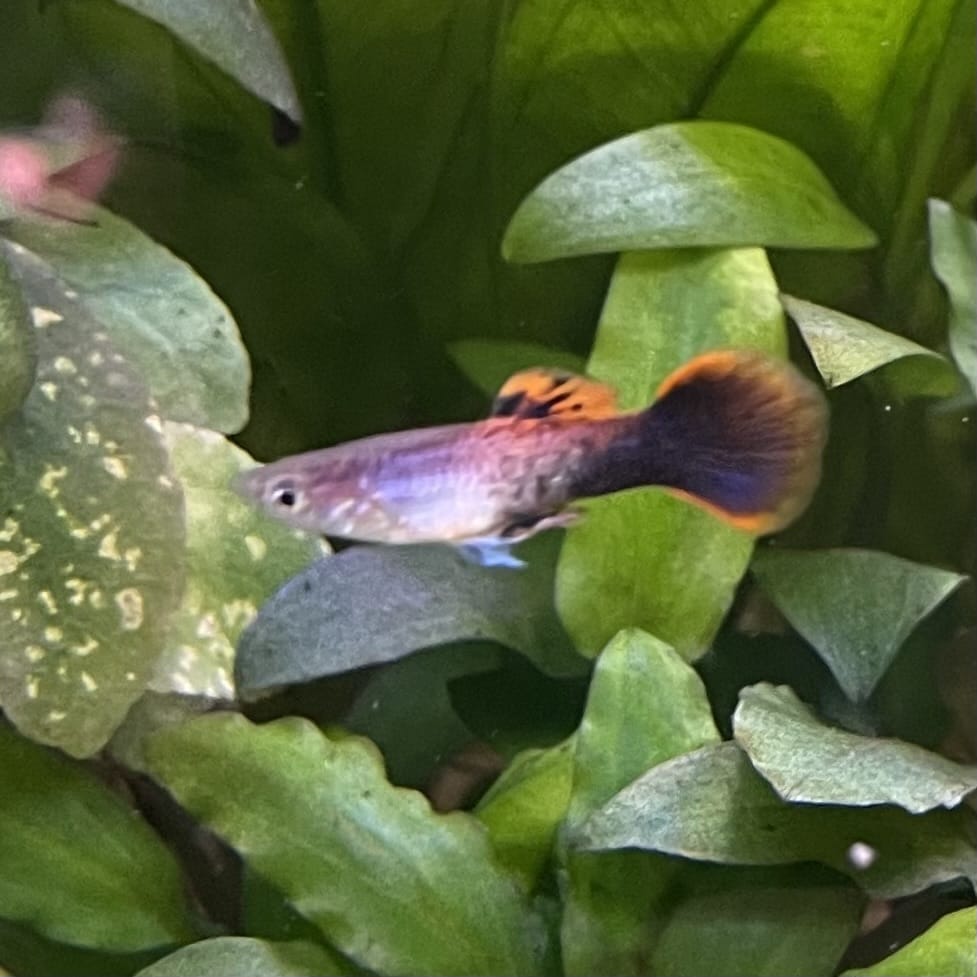 the-fish-farm Guppy Pink Tuxedo Guppy - Male 3-4cm Buy Pink Tuxedo Guppy - Male from The Fish Farm Australia