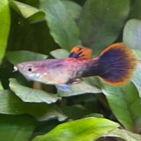 the-fish-farm Guppy Pink Tuxedo Guppy - Male 3-4cm Buy Pink Tuxedo Guppy - Male from The Fish Farm Australia