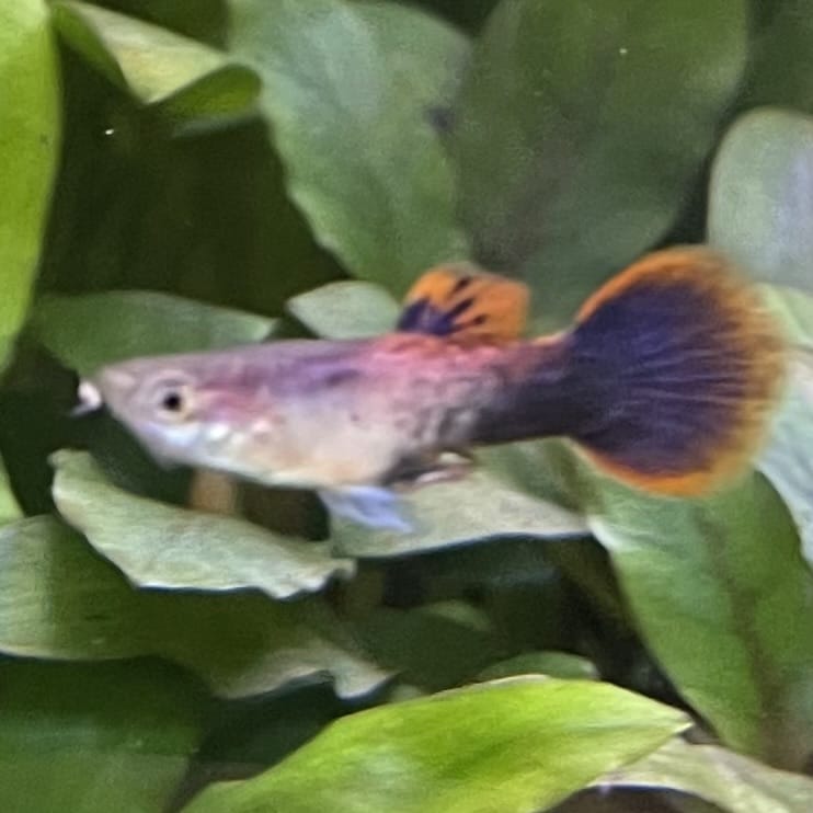 the-fish-farm Guppy Pink Tuxedo Guppy - Male 3-4cm Buy Pink Tuxedo Guppy - Male from The Fish Farm Australia