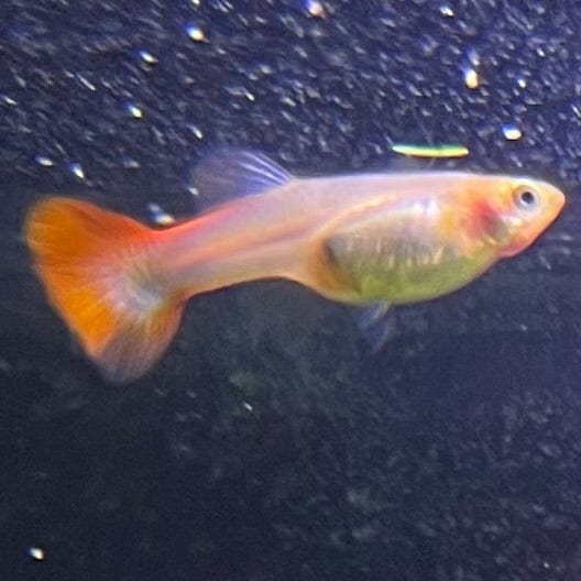 the-fish-farm Guppy Red Blonde Guppy - Female 3-4cm Buy Female Red Blonde Guppy from The Fish Farm Australia