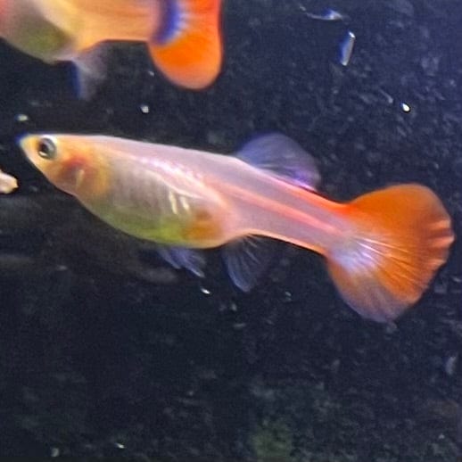 the-fish-farm Guppy Red Blonde Guppy - Female 3-4cm Buy Female Red Blonde Guppy from The Fish Farm Australia