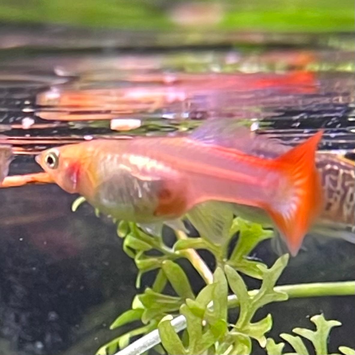 the-fish-farm Guppy Red Blonde Guppy - Female 3-4cm Buy Female Red Blonde Guppy from The Fish Farm Australia