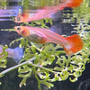 the-fish-farm Guppy Red Blonde Guppy - Female 3-4cm Buy Female Red Blonde Guppy from The Fish Farm Australia