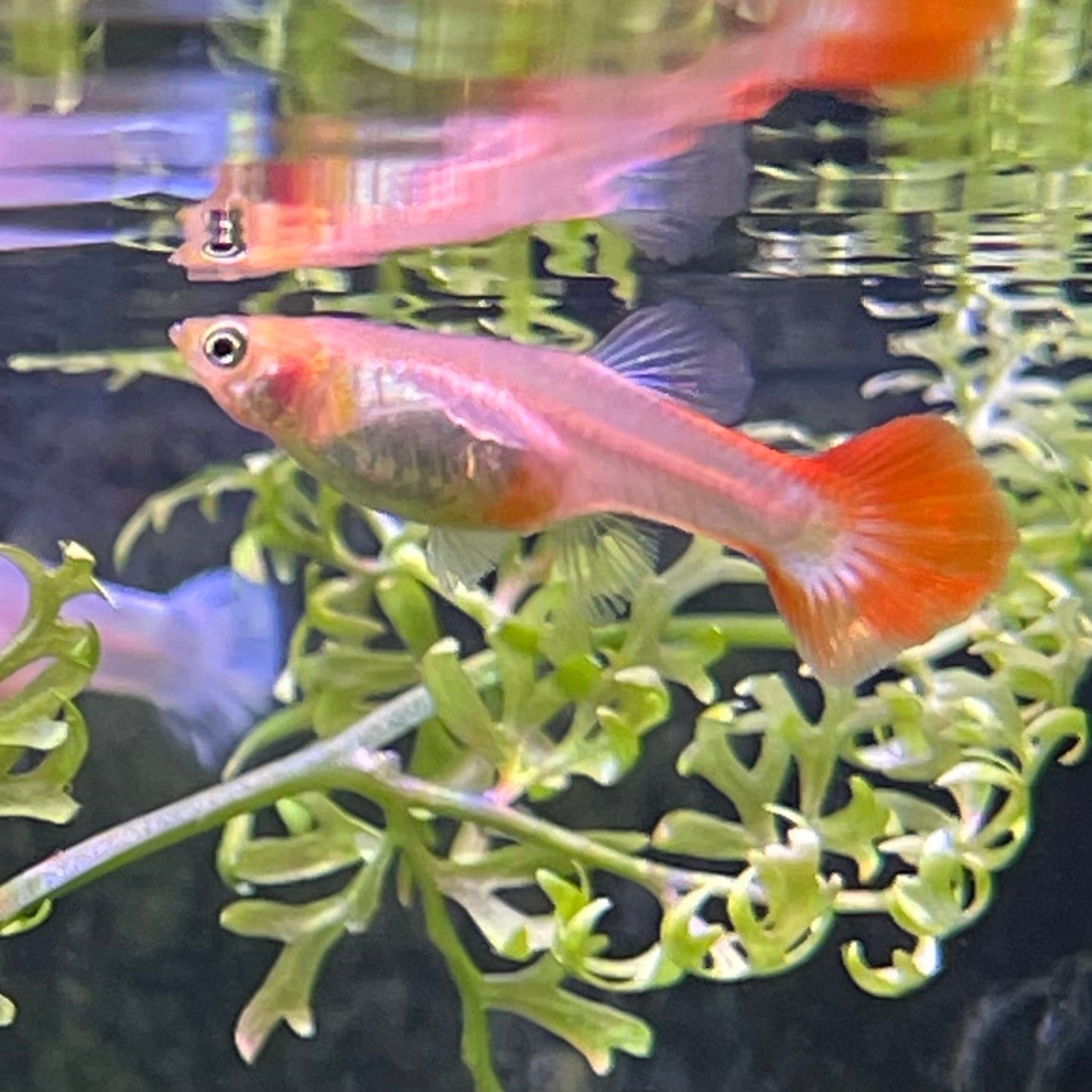 the-fish-farm Guppy Red Blonde Guppy - Female 3-4cm Buy Female Red Blonde Guppy from The Fish Farm Australia