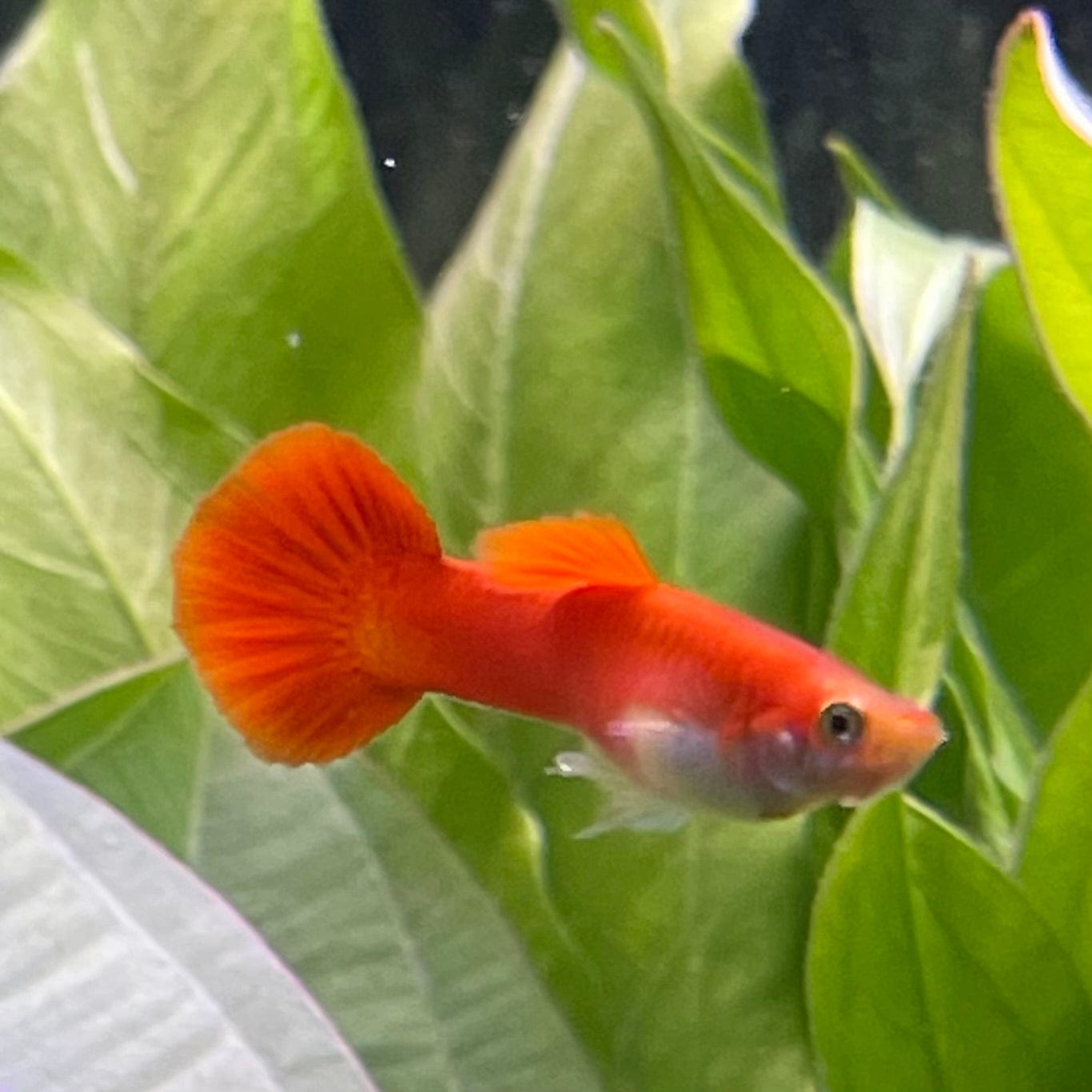 the-fish-farm Guppy Red Blonde Guppy - Male 3-4cm Male Red Blonde Guppy 3cm - The Fish Farm