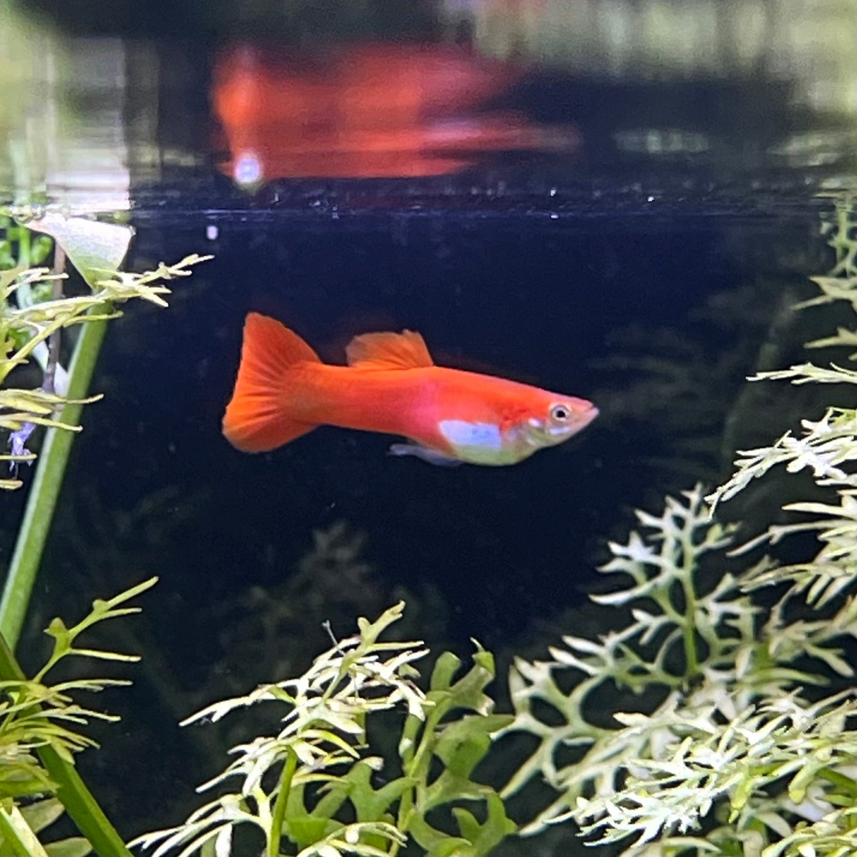 the-fish-farm Guppy Red Blonde Guppy - Male 3-4cm Male Red Blonde Guppy 3cm - The Fish Farm