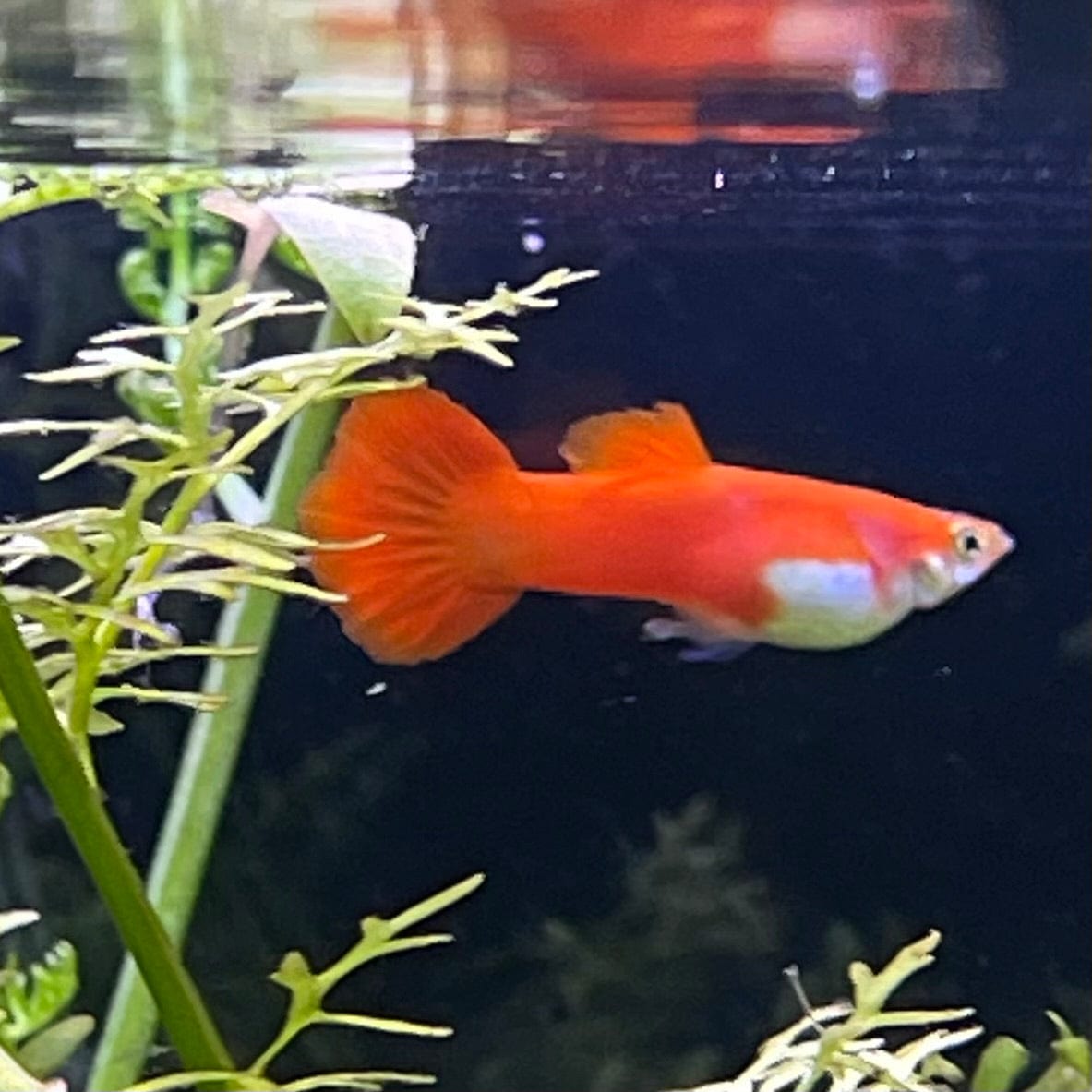 the-fish-farm Guppy Red Blonde Guppy - Male 3-4cm Male Red Blonde Guppy 3cm - The Fish Farm