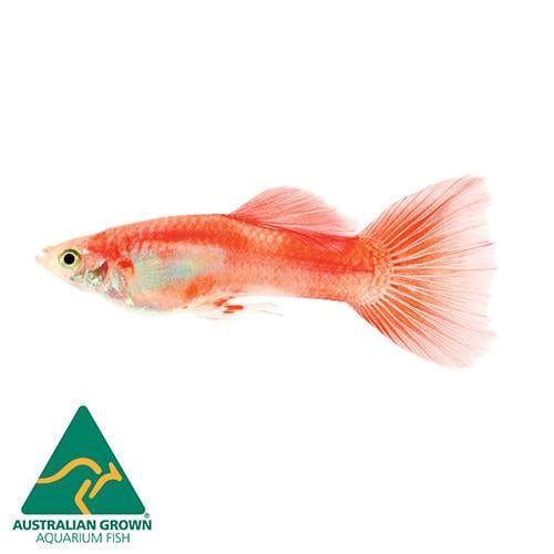 the-fish-farm Guppy Red Blonde Guppy - Male 3cm Male Red Blonde Guppy 3cm - The Fish Farm