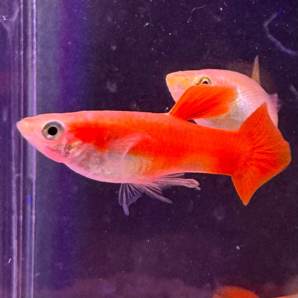 the-fish-farm Guppy Red Blonde Guppy - Male 3cm Male Red Blonde Guppy 3cm - The Fish Farm