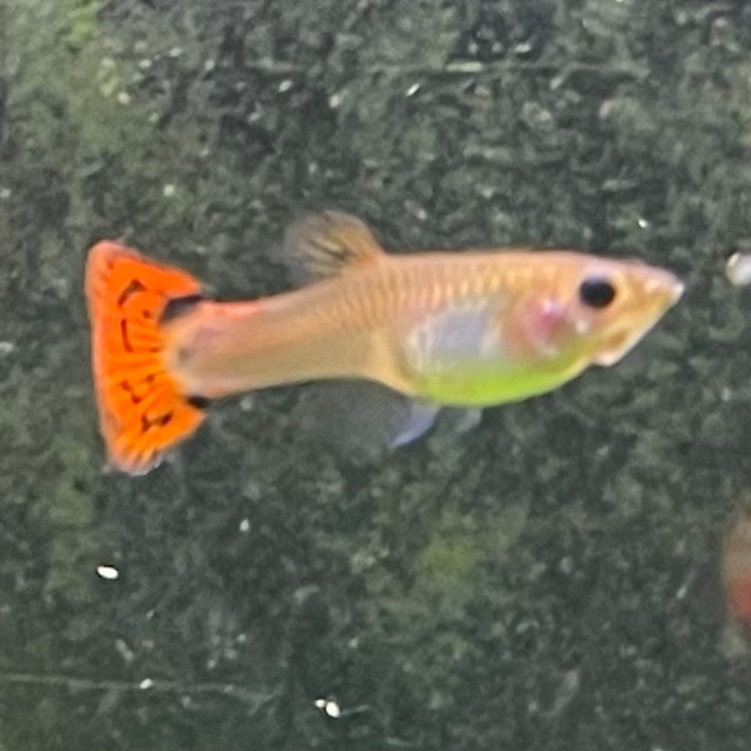 the-fish-farm Guppy Red Cobra Guppy - Female 3-4cm Buy live Male Red Cobra Guppy from The Fish Farm Australia