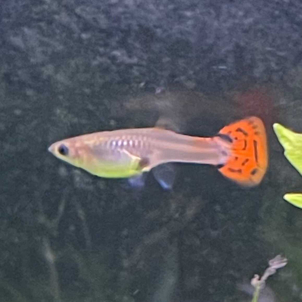 the-fish-farm Guppy Red Cobra Guppy - Female 3-4cm Buy live Male Red Cobra Guppy from The Fish Farm Australia