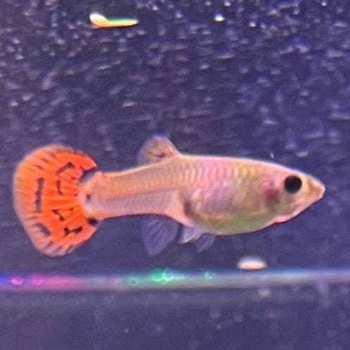 the-fish-farm Guppy Red Cobra Guppy - Female 3-4cm Buy live Male Red Cobra Guppy from The Fish Farm Australia