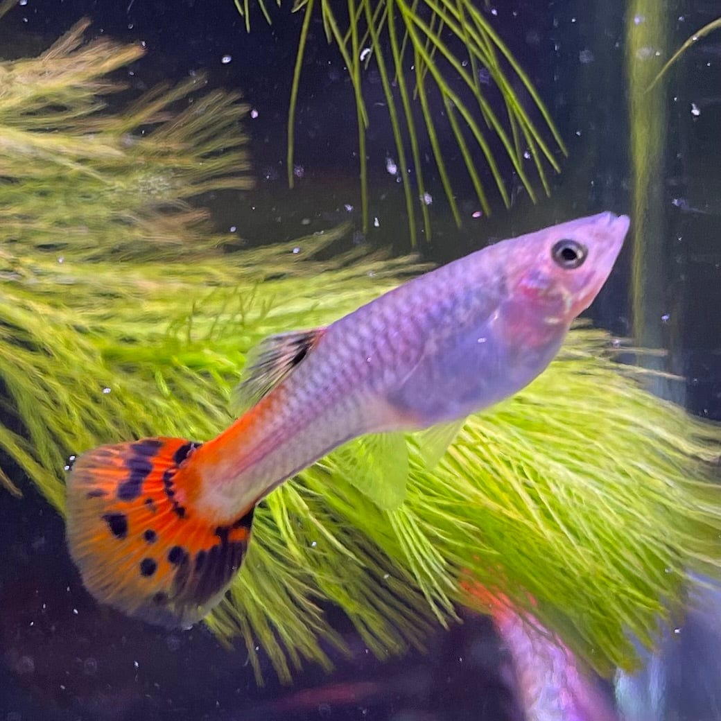 the-fish-farm Guppy Red Cobra Guppy - Female 3-4cm Buy live Male Red Cobra Guppy from The Fish Farm Australia