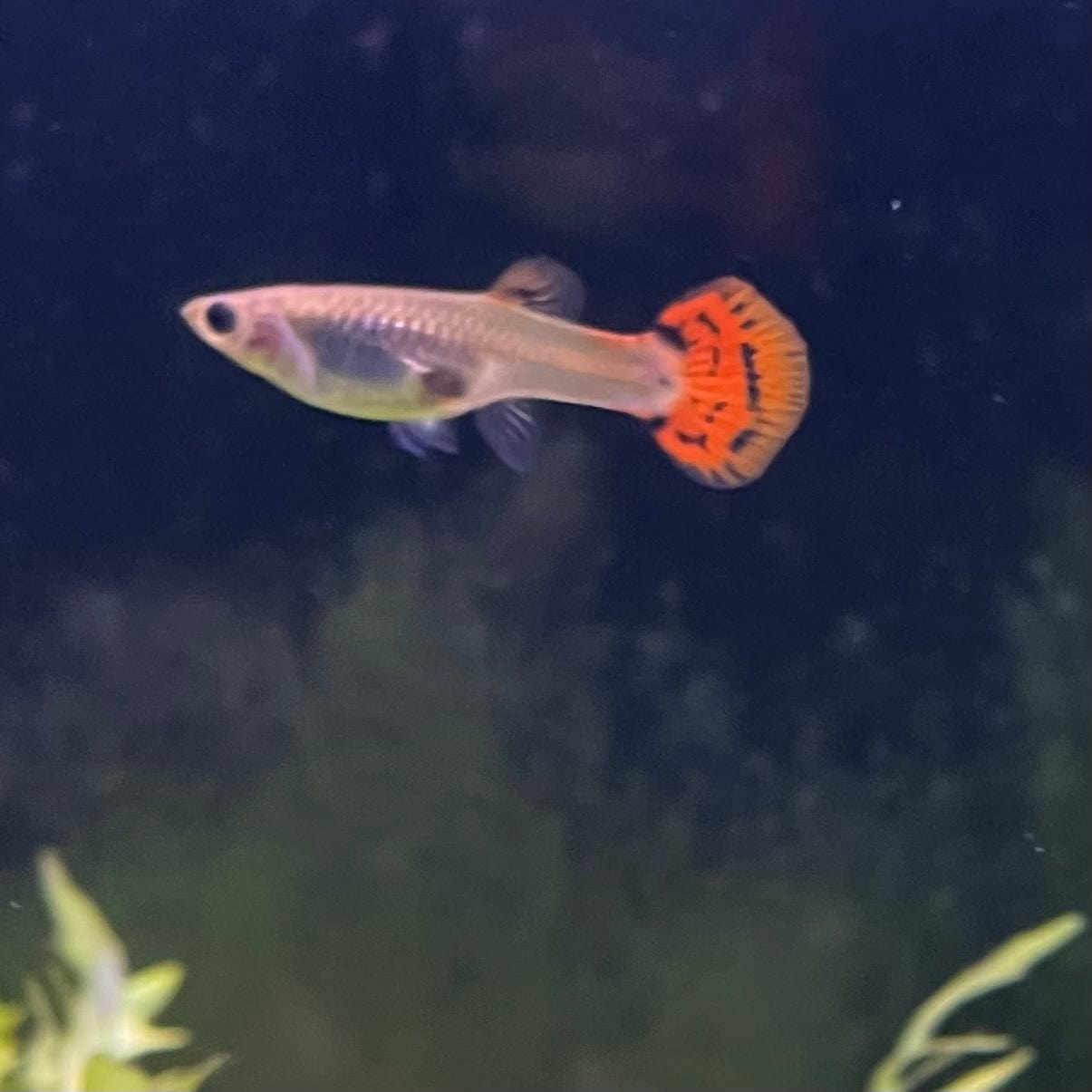 the-fish-farm Guppy Red Cobra Guppy - Female 3-4cm Buy live Male Red Cobra Guppy from The Fish Farm Australia