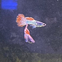the-fish-farm Guppy Red Lace Guppy - Male 3-4cm Buy Male Red Lace Guppies from The Fish Farm Australia