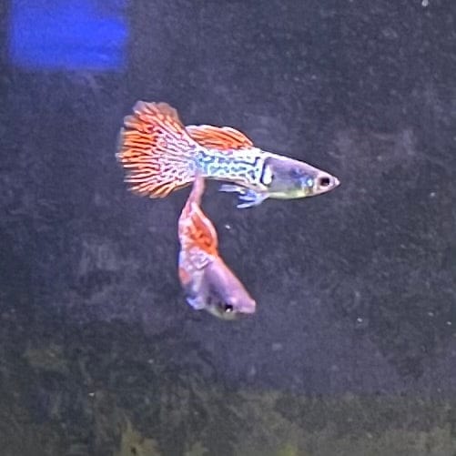 the-fish-farm Guppy Red Lace Guppy - Male 3-4cm Buy Male Red Lace Guppies from The Fish Farm Australia