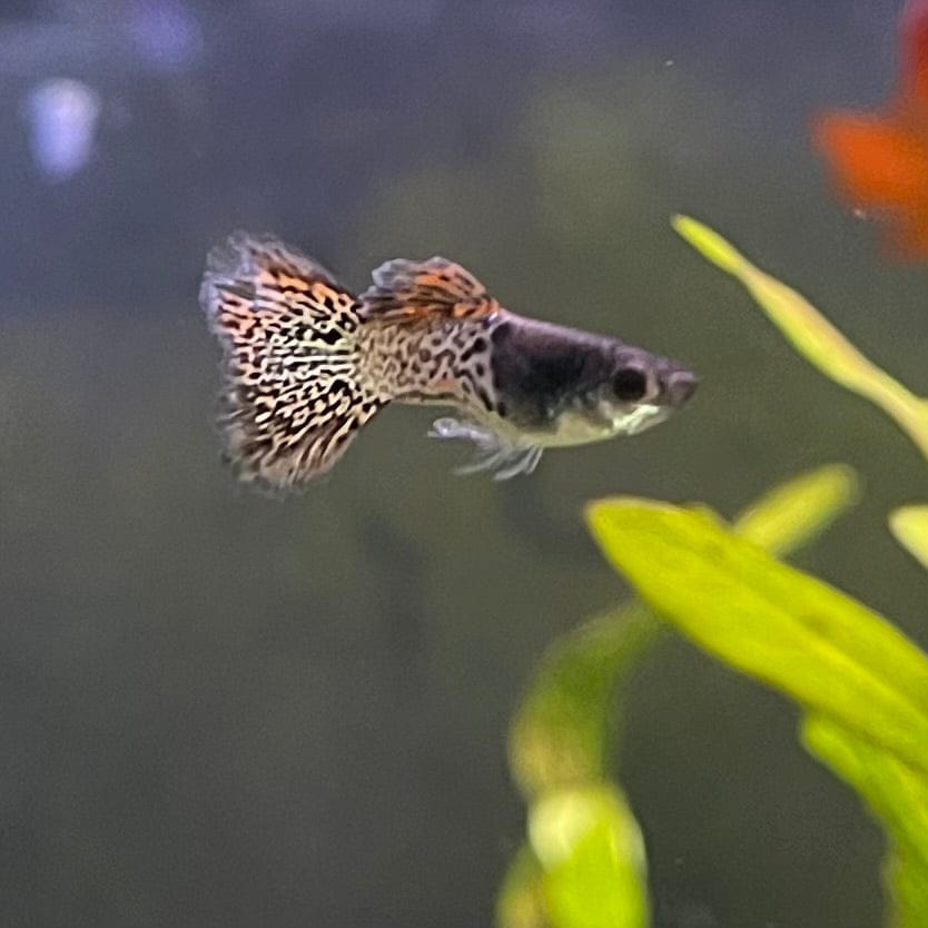 the-fish-farm Guppy Red Lace Guppy - Male 3-4cm Buy Male Red Lace Guppies from The Fish Farm Australia