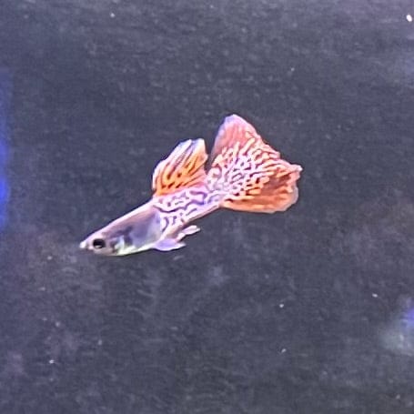 the-fish-farm Guppy Red Lace Guppy - Male 3-4cm Buy Male Red Lace Guppies from The Fish Farm Australia