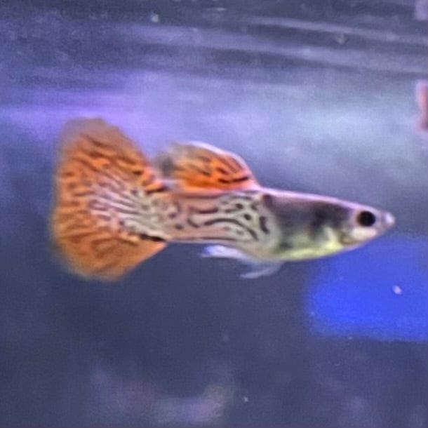 the-fish-farm Guppy Red Lace Guppy - Male 3-4cm Buy Male Red Lace Guppies from The Fish Farm Australia