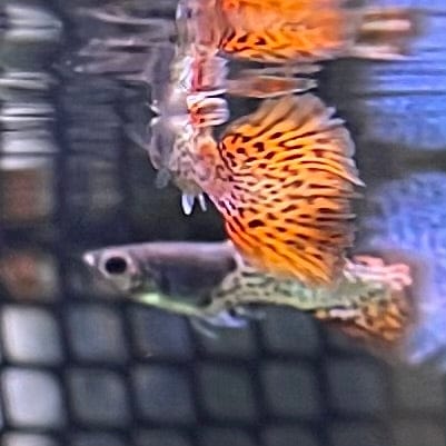 the-fish-farm Guppy Red Lace Guppy - Male 3-4cm Buy Male Red Lace Guppies from The Fish Farm Australia