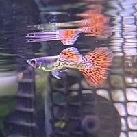 the-fish-farm Guppy Red Lace Guppy - Male 3-4cm Buy Male Red Lace Guppies from The Fish Farm Australia