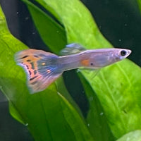 the-fish-farm Guppy Red Mosiac Tail Guppy - Male 3-4cm Shop for Male Red Mosiac Tail Guppies from The Fish Farm Australia