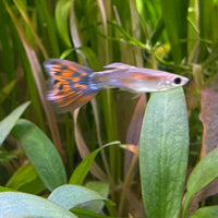 the-fish-farm Guppy Red Mosiac Tail Guppy - Male 3-4cm Shop for Male Red Mosiac Tail Guppies from The Fish Farm Australia