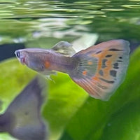 the-fish-farm Guppy Red Mosiac Tail Guppy - Male 3-4cm Shop for Male Red Mosiac Tail Guppies from The Fish Farm Australia