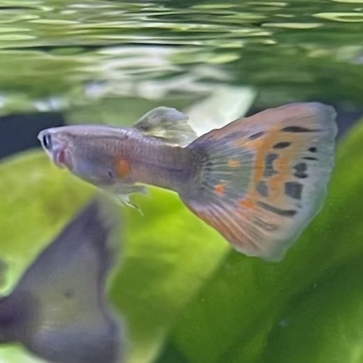 the-fish-farm Guppy Red Mosiac Tail Guppy - Male 3-4cm Shop for Male Red Mosiac Tail Guppies from The Fish Farm Australia
