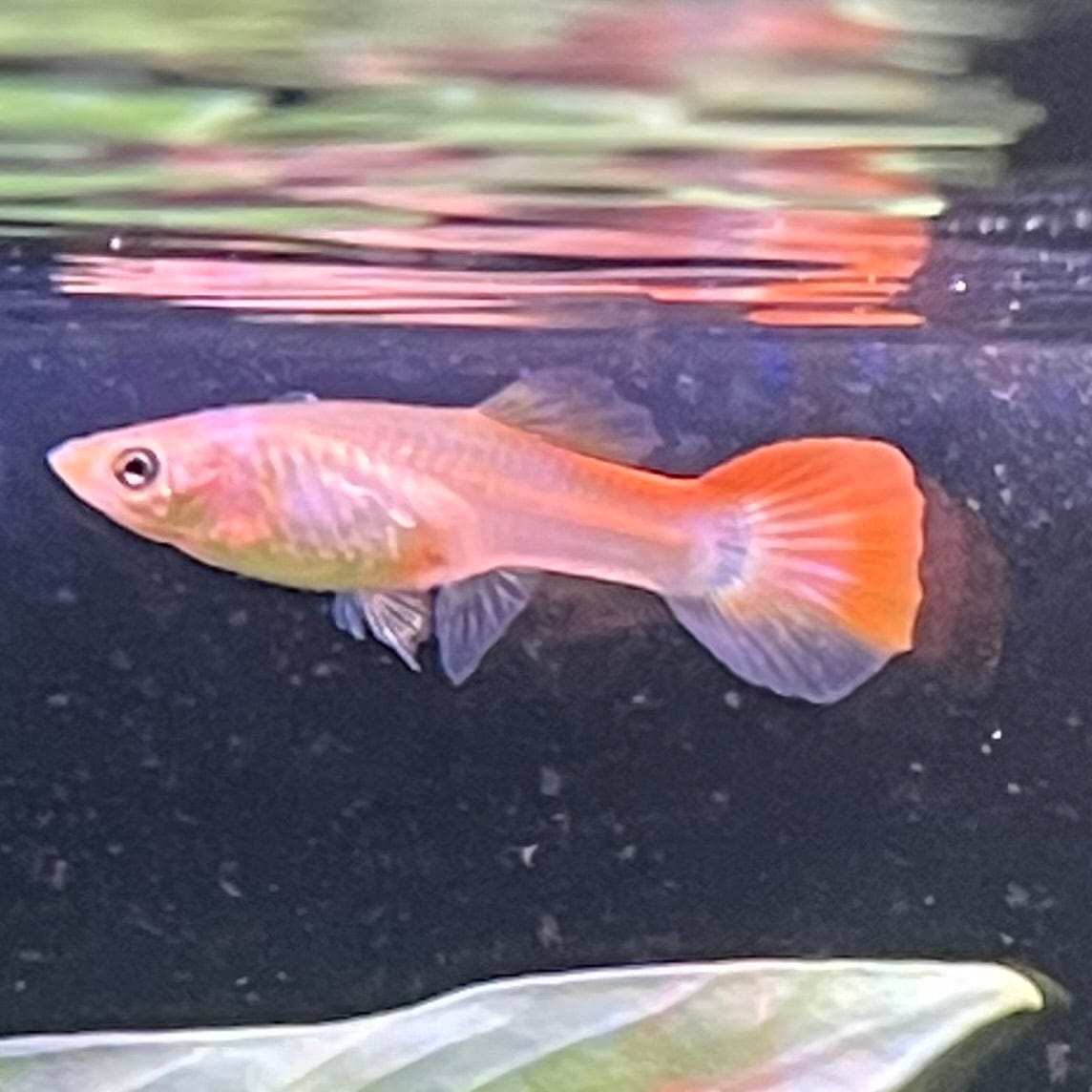 the-fish-farm Guppy Ribbon Guppy - Female 3-4cm Buy female Ribbon Guppy shipped direct from The Fish Farm Australia