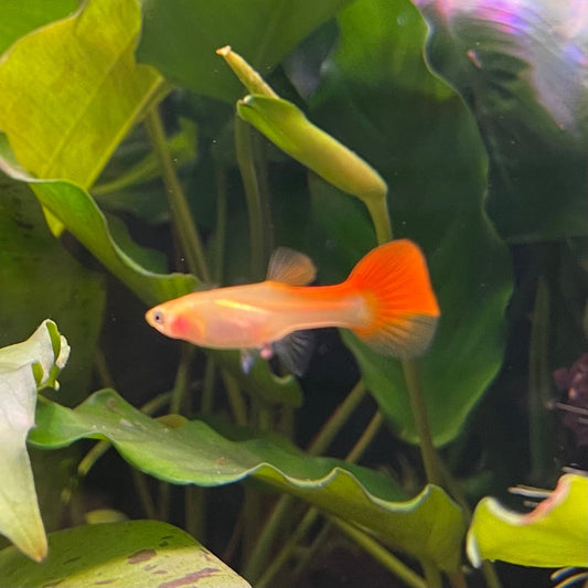 the-fish-farm Guppy Ribbon Guppy - Female 3-4cm Buy female Ribbon Guppy shipped direct from The Fish Farm Australia