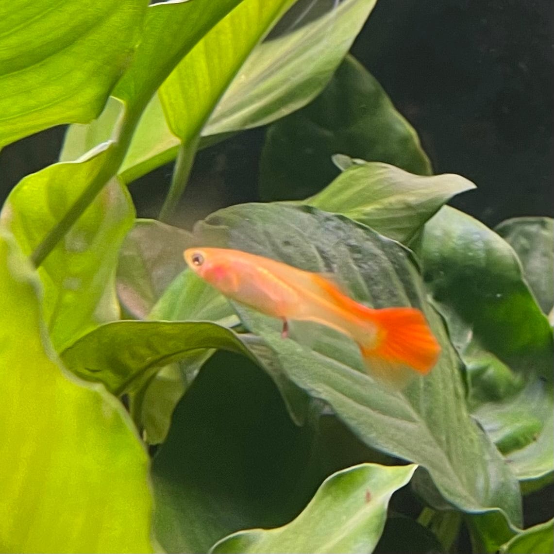 the-fish-farm Guppy Ribbon Guppy - Female 3-4cm Buy female Ribbon Guppy shipped direct from The Fish Farm Australia