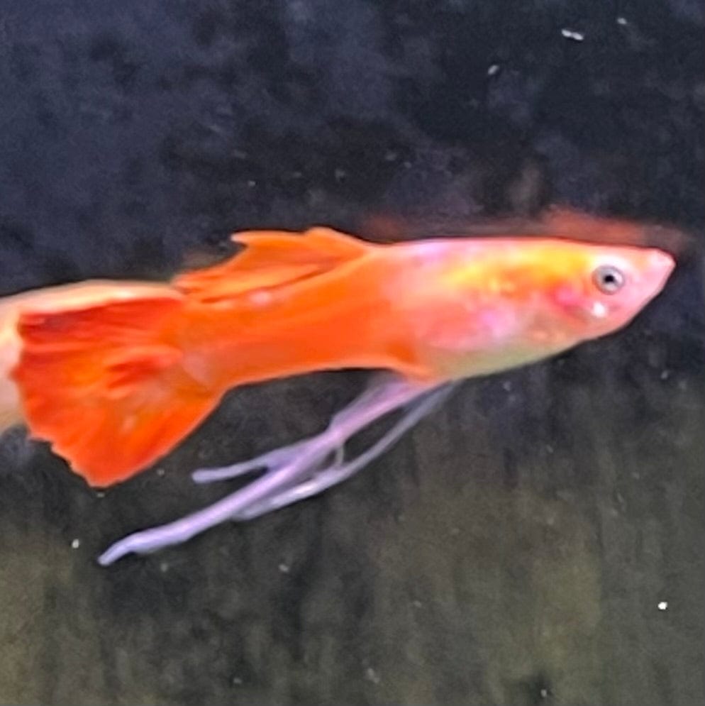 the-fish-farm Guppy Ribbon Guppy - Male 3-4cm Buy male Ribbon Guppy shipped direct from The Fish Farm Australia