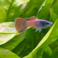 the-fish-farm Guppy Shakthi-Batik Guppy - Male 3-4cm Shop for Male Shakthi-Batik Guppies from The Fish Farm Australia