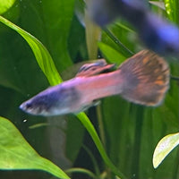 the-fish-farm Guppy Shakthi-Batik Guppy - Male 3-4cm Shop for Male Shakthi-Batik Guppies from The Fish Farm Australia