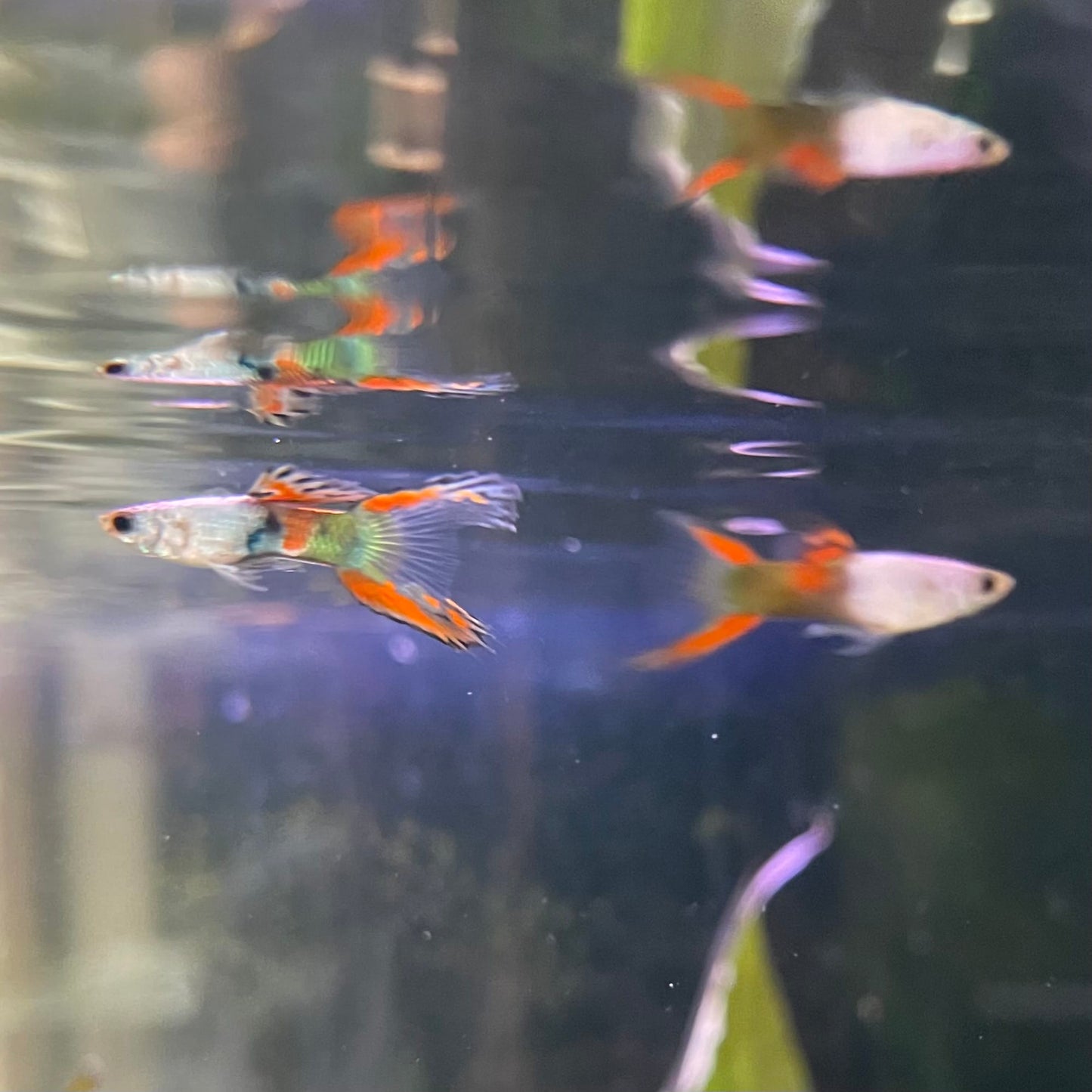 the-fish-farm Guppy Silver Door Guppy - Male 3-4cm Buy male Silver Door Guppy shipped to you from The Fish Farm Australia