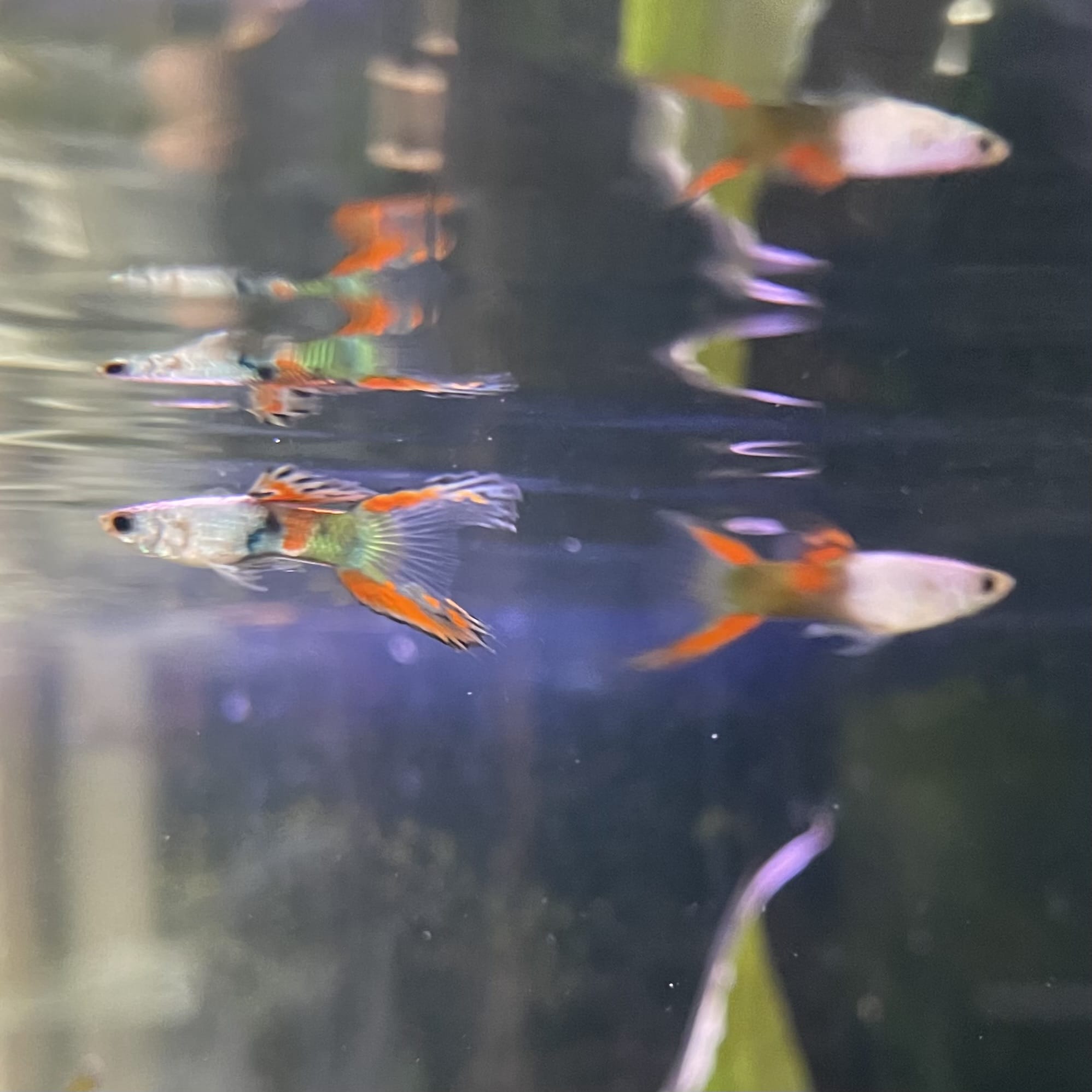 the-fish-farm Guppy Silver Door Guppy - Male 3-4cm Buy male Silver Door Guppy shipped to you from The Fish Farm Australia