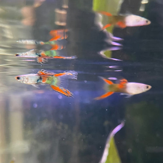 the-fish-farm Guppy Silver Door Guppy - Male 3-4cm Buy male Silver Door Guppy shipped to you from The Fish Farm Australia
