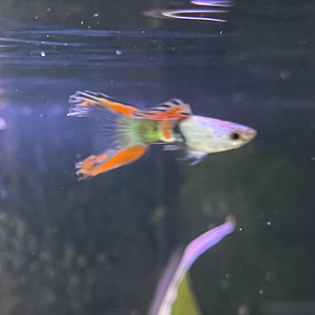 the-fish-farm Guppy Silver Door Guppy - Male 3-4cm Buy male Silver Door Guppy shipped to you from The Fish Farm Australia
