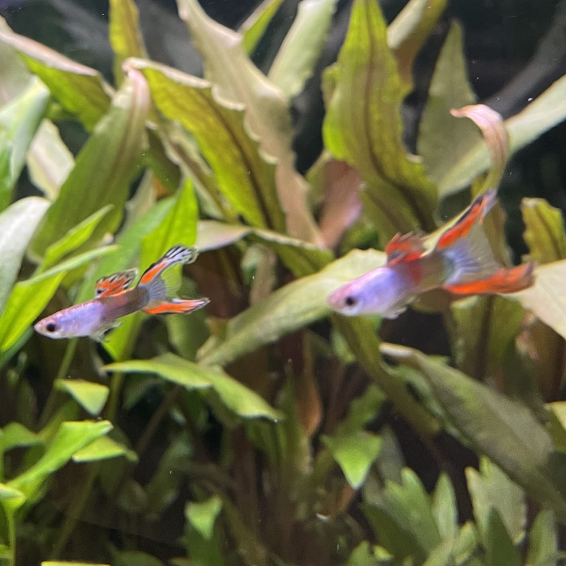 the-fish-farm Guppy Silver Door Guppy - Male 3-4cm Buy male Silver Door Guppy shipped to you from The Fish Farm Australia