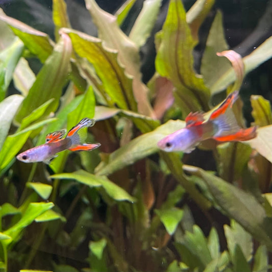 the-fish-farm Guppy Silver Door Guppy - Male 3-4cm Buy male Silver Door Guppy shipped to you from The Fish Farm Australia