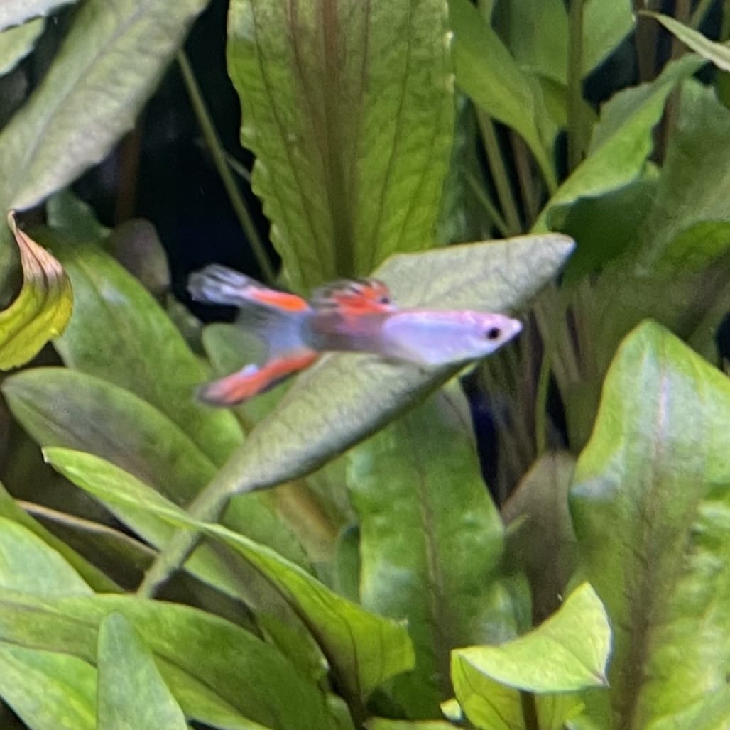 the-fish-farm Guppy Silver Door Guppy - Male 3-4cm Buy male Silver Door Guppy shipped to you from The Fish Farm Australia