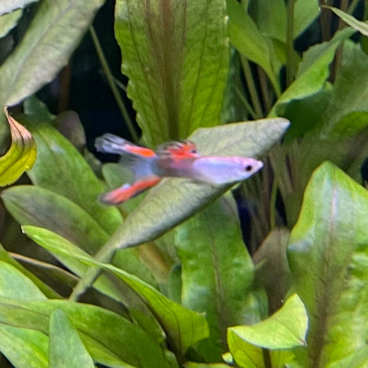 the-fish-farm Guppy Silver Door Guppy - Male 3-4cm Buy male Silver Door Guppy shipped to you from The Fish Farm Australia