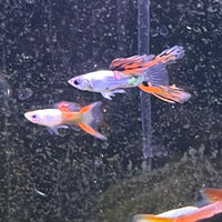 the-fish-farm Guppy Silver Door Guppy - Male 3-4cm Buy male Silver Door Guppy shipped to you from The Fish Farm Australia