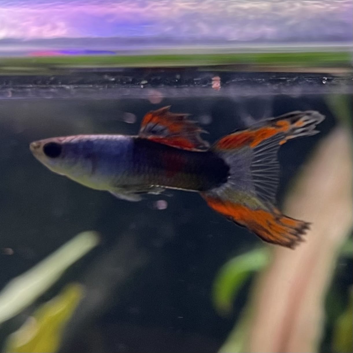 the-fish-farm Guppy Silver Door Guppy - Male 3-4cm Buy male Silver Door Guppy shipped to you from The Fish Farm Australia