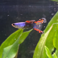 the-fish-farm Guppy Silver Door Guppy - Male 3-4cm Buy male Silver Door Guppy shipped to you from The Fish Farm Australia